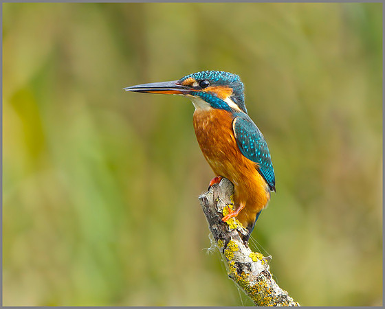 Female Kingfisher (Alcedo atthis), Upton Warren, October 2014