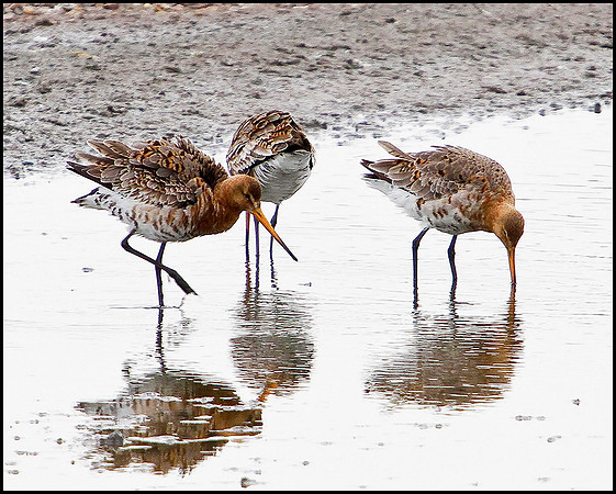 Black-tailed Godwits, Upton Warren Flashes, May 2010