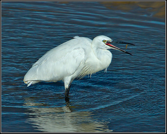 Little Egret, Norfolk, September 2012