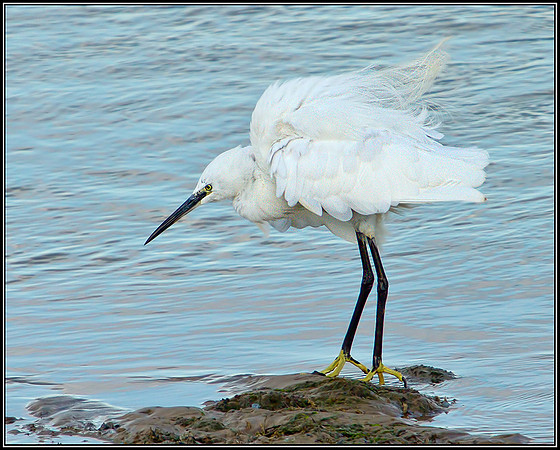 Little Egret, Norfolk, September 2012