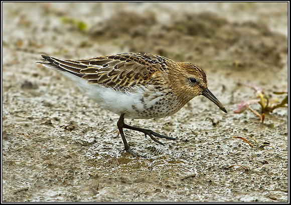 Dunlin, Norfolk, September 2012