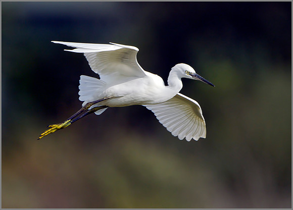 Little Egret (Egretta garzetta), Upton Warren, October 2014