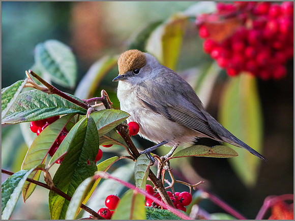 Female Blackcap (Sylvia atricapilla), Garden, December 2014
