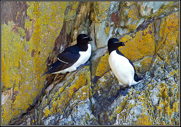 Razorbills, Anglesey 03 Juy l2011