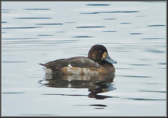 Scaup, Upton Warren, 15 October 2012