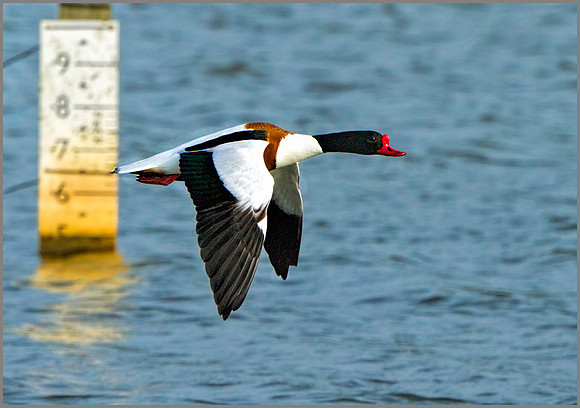 Shelduck (Tadorna tadorna), Upton Warren NR, March 2014