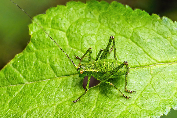 Speckled Bush-cricket - Leptophyes punctatissima, Monkwood, 04 July 2022