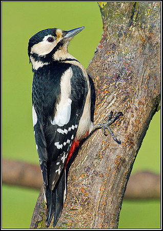 Female Great Spotted Woodpecker, Bromsgrove, 01 February 2012
