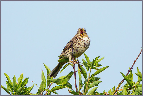 Corn Bunting (Miliaria calandra), Mallorca, May 2015
