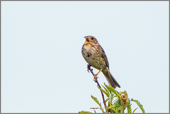 Corn Bunting (Miliaria calandra), Mallorca, May 2015
