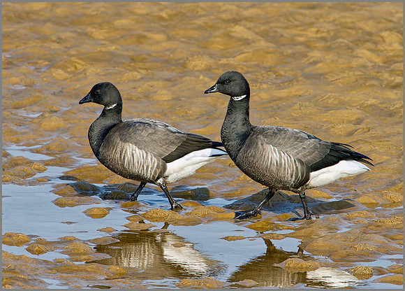 Brent Geese, Norfolk, April 2012