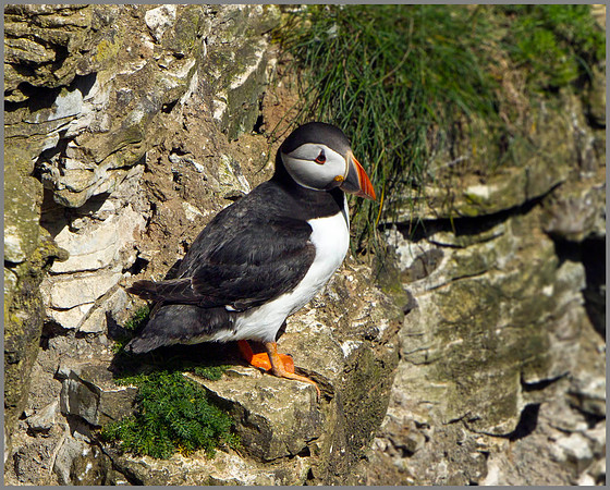 Puffin (Fratercula arctica), Bempton Cliffs, June 2014