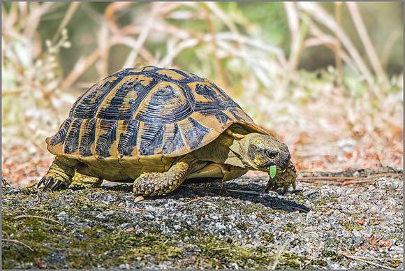 Western Hermann's tortoise (Testudo hermanni), Mallorca, May 2015