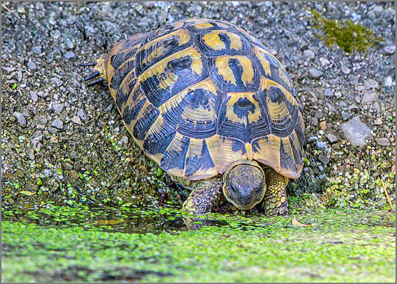 Western Hermann's tortoise (Testudo hermanni), Mallorca, May 2015