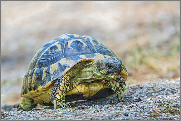 Western Hermann's tortoise (Testudo hermanni), Mallorca, May 2015