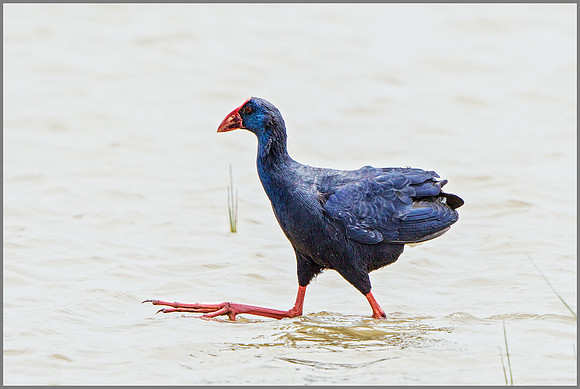 Purple Swamphen (Porphyrio porphyrio), Mallorca, May 2015