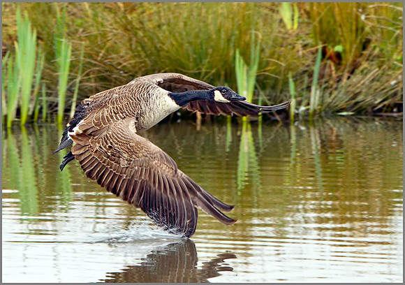 Canada Goose (Branta canadensis), Upton Warren, March 2014