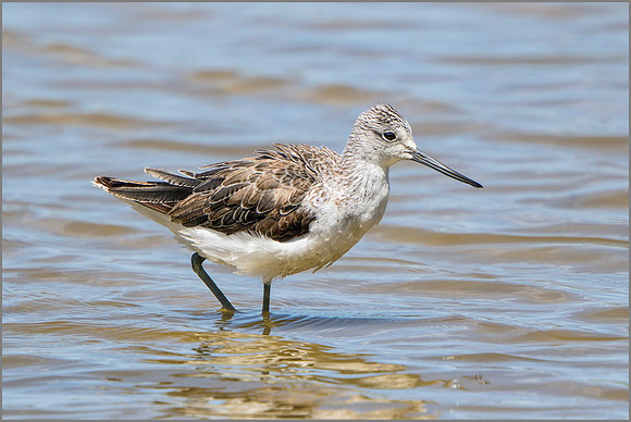 Greenshank (Tringa nebularia), Mallorca, May 2015