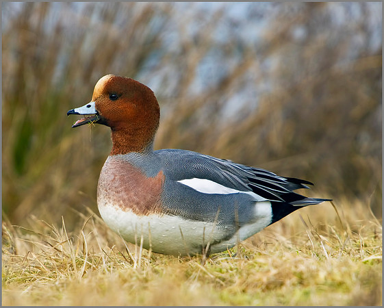 Wigeon, Marsh Lane, 13 February 2010