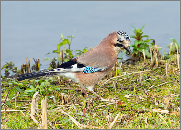 Jay, Upton Warren Moors, 18 September 2010