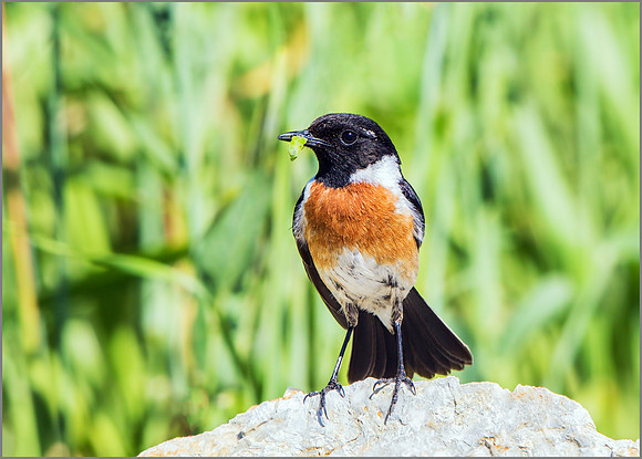 Male Stonechat (Saxicola torquatus), Mallorca, May 2015