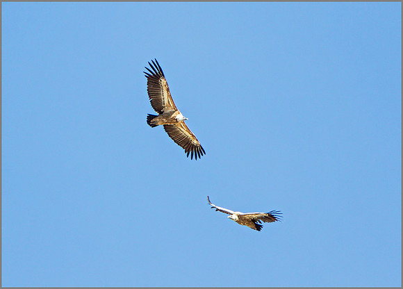 Eurasian Griffon Vultures (Gyps fulvus), Mallorca, May 2015