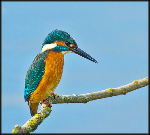 Kingfisher (Alcedo atthis), Upton Warren, 29 October 2012