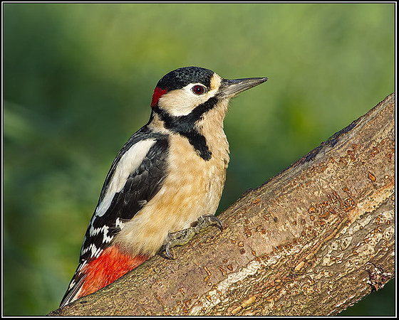 Great Spotted Woodpecker (Dendrocopos major), Bromsgrove, October 2012