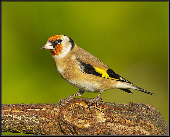 Goldfinch (Carduelis carduelis), Bromsgrove, October 2012