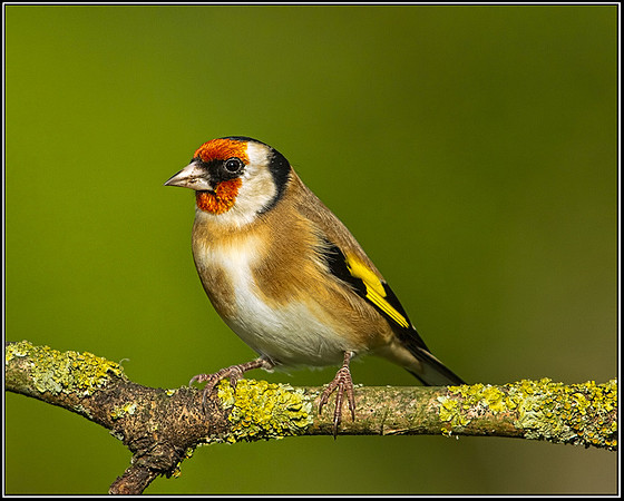 Goldfinch (Carduelis carduelis), Bromsgrove, October 2012