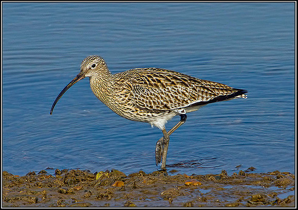 Curlew, Norfolk, April 2012