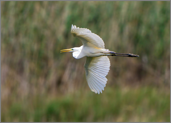 Great White Egret (Ardea alba), Mallorca, May 2015