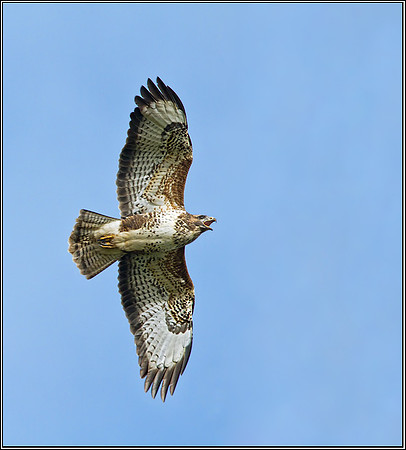 Common Buzzard (Buteo buteo)), Bromsgrove, November 2012