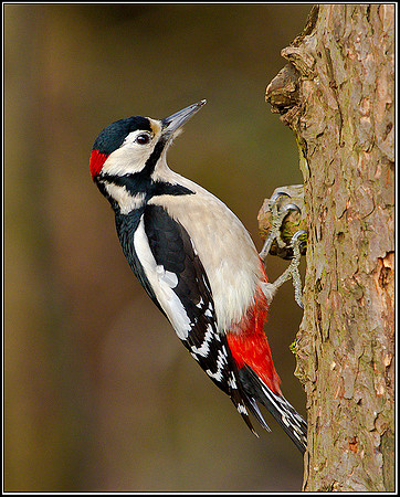 Great Spotted Woodpecker, Warwickshire, 14 December 2011