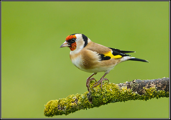 Goldfinch, (Carduelis carduelis), Bromsgrove, 04 November 2012