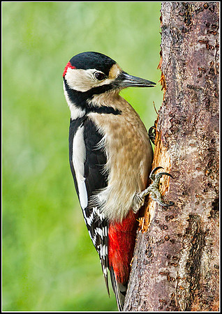 Great Spotted Woodpecker (Dendrocopos major), Bromsgrove, 04 November 2012