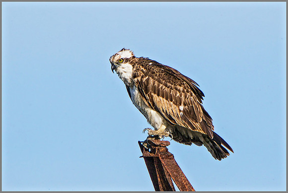 Osprey (Pandion haliaetus), Mallorca, May 2015