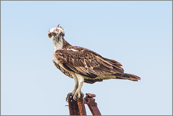 Osprey (Pandion haliaetus), Mallorca, May 2015