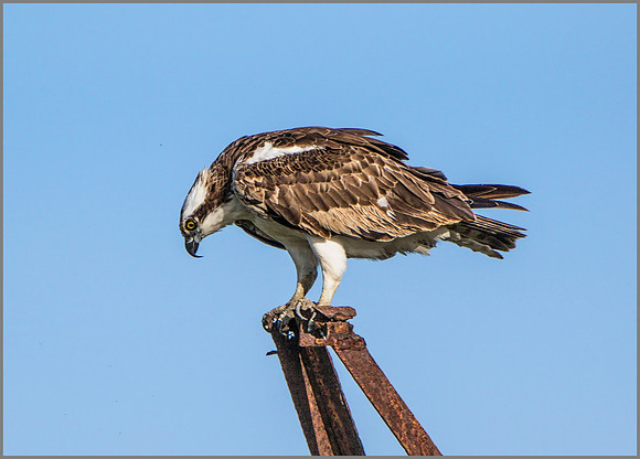 Osprey (Pandion haliaetus), Mallorca, May 2015