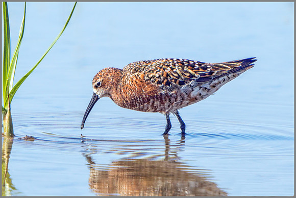 Curlew Sandpiper (Calidris ferruginea), Mallorca, May 2015