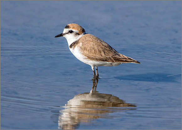 Kentish Plover (Charadrius alexandrinus), Mallorca, May 2015