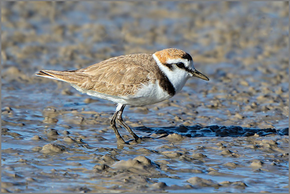 Kentish Plover (Charadrius alexandrinus), Mallorca, May 2015