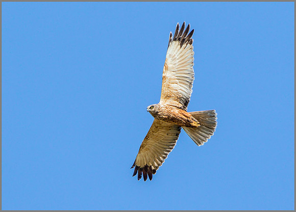 Male Marsh Harrier (Circus aeruginosus), Mallorca, May 2015