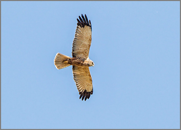 Male Marsh Harrier (Circus aeruginosus), Mallorca, May 2015