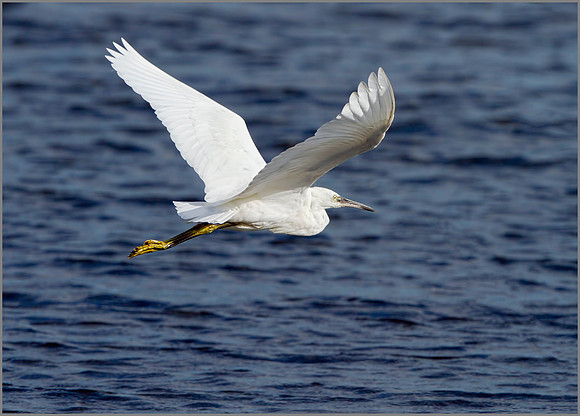 Little Egret (Egretta garzetta), Upton Warren, October 2014