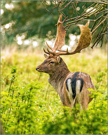 Fallow Deer Buck (Dama dama), Charlecote Park, October 2016