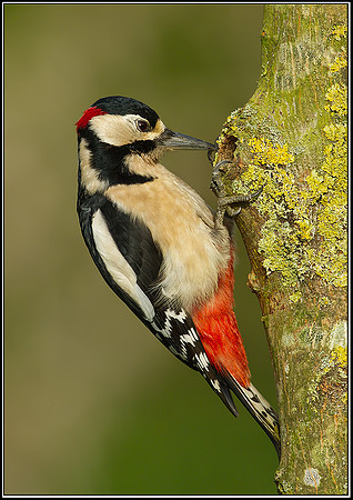 Great Spotted Woodpecker (Dendrocopus major), Bromsgrove, 07 November 2012