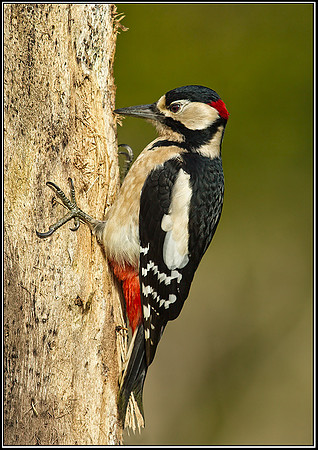 Great Spotted Woodpecker (Dendrocopus major), Bromsgrove, 07 November 2012