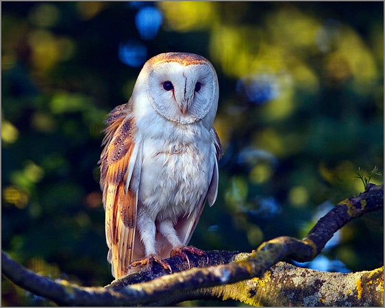 Barn Owl (Tyto alba), Bempton, June 2014