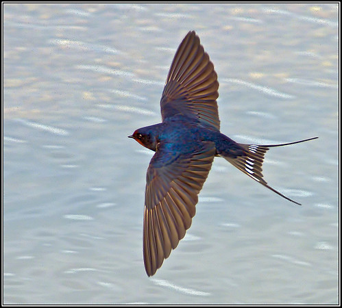 Barn Swallow, Upton Warren NR, 30 April 2012